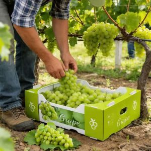 20260513_152908_029 Recyclable PP Hollow Quiabo Okra Packaging Boxes Durable Corrugated Coroplast Plastic Corflute Storage Transport Turnover Box