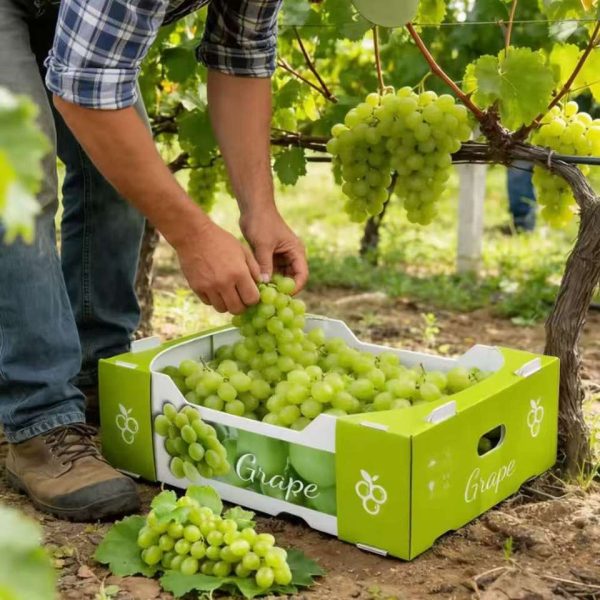 20260513_152908_029 Recyclable PP Hollow Quiabo Okra Packaging Boxes Durable Corrugated Coroplast Plastic Corflute Storage Transport Turnover Box