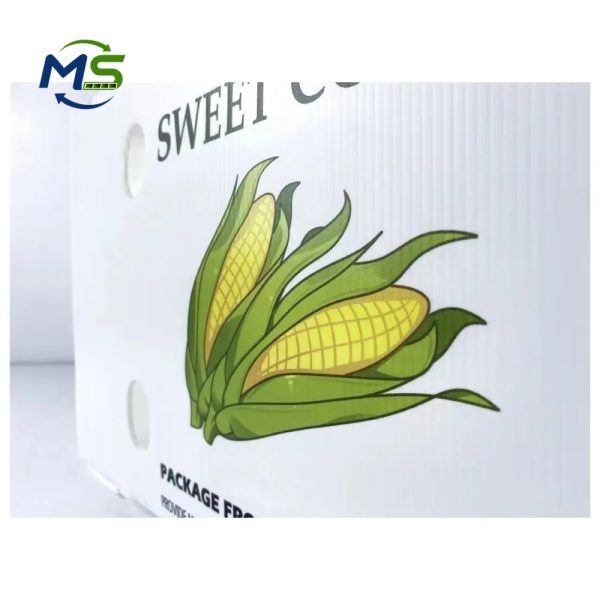 Food Grade PP Hollow Box FDA Compliant EU FCM Approved Fruit and Vegetable Packaging Crate for Logistics