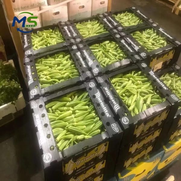 Custom PP Corrugated Produce Box FDA EU FCM Certified Reusable Plastic Box for Fruits and Vegetables Storage