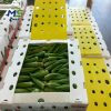 Industrial PP Hollow Board Box for Fruits Vegetables FDA Compliant EU FCM Food Contact Packaging Container