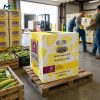 Factory Direct PP Corrugated Produce Box for Fruits and Vegetables, FDA and EU FCM Certified Food Grade Packaging Container