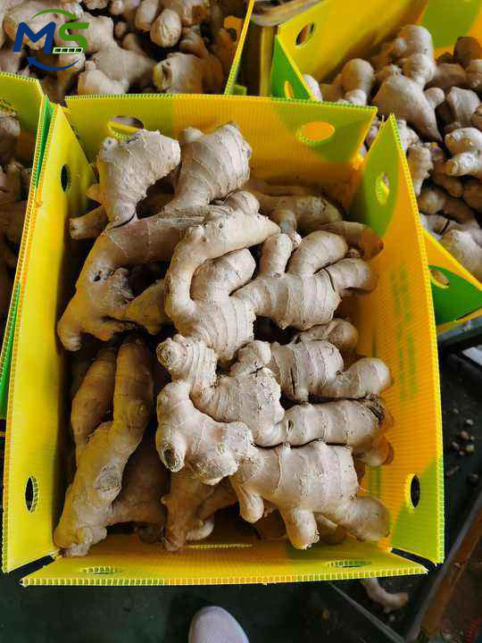 Food Grade PP Hollow Box for Fruit and Vegetable Transport, FDA Approved, EU FCM Compliant Reusable Packaging Crate