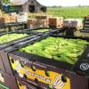 Industrial Food Grade PP Hollow Board Box for Agricultural Products, FDA / EU FCM Certified Reusable Fruit and Vegetable Container