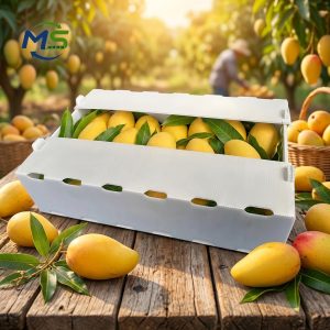 Breathable Food Grade PP Plastic Mango Turnover Box, Corrugated Plastic Crate for Fresh Fruit Farm Logistics